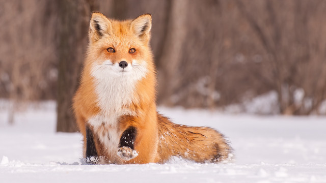 Red fox sitting snow curious free wallpaper - medium preview image