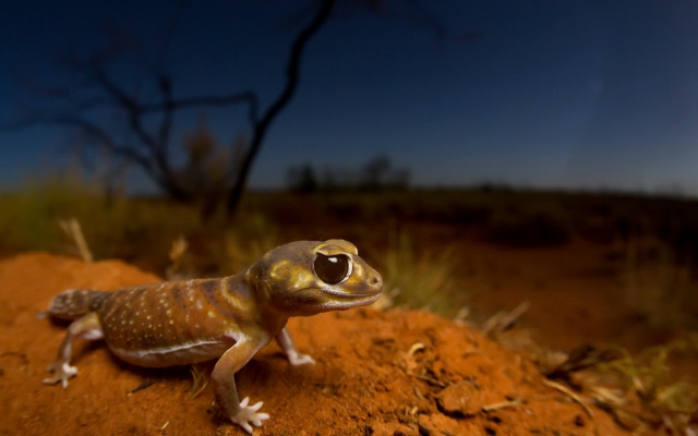 Small lizard dirt hill tree free wallpaper - medium preview image