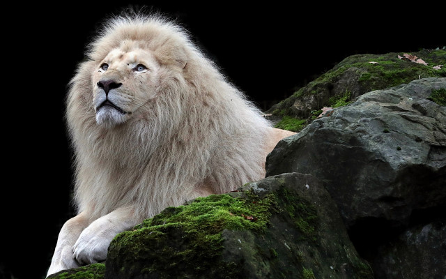White lion marble sculpture mossy free wallpaper - medium preview image