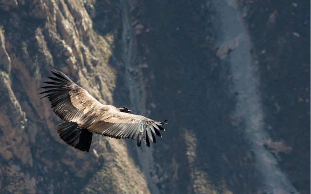 Bird flying mountain cliff foreground free wallpaper - medium preview image