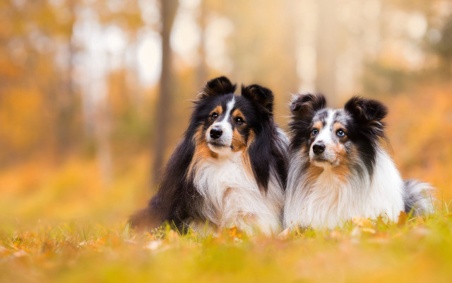 Dogs grass trees autumn fire free wallpaper - medium preview image