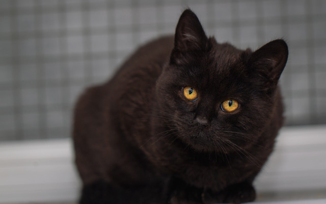 Black cat yellow eyes window free wallpaper - medium preview image