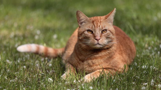 Sad cat grass outdoors blurry free wallpaper - medium preview image