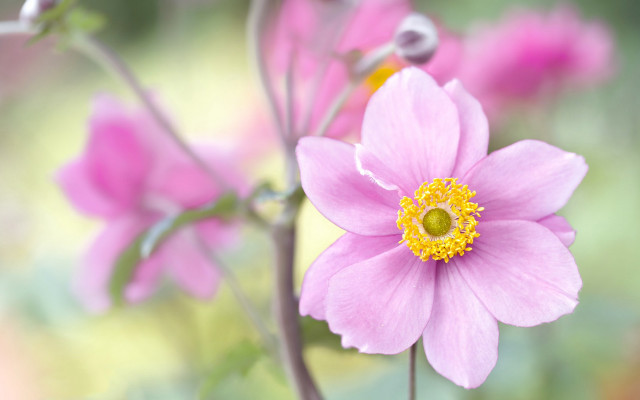 Pink flower yellow center garden free wallpaper - medium preview image