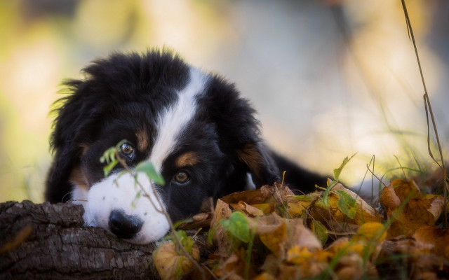 Dog log grass leaf plant free wallpaper - medium preview image