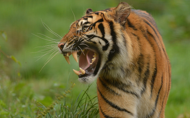 Tiger open mouth sharp claws free wallpaper - medium preview image
