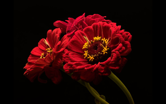 Red flower vase black background #2 free wallpaper - medium preview image