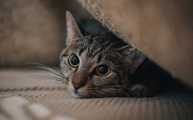 Curious cat peeking under cushion free wallpaper - medium preview image