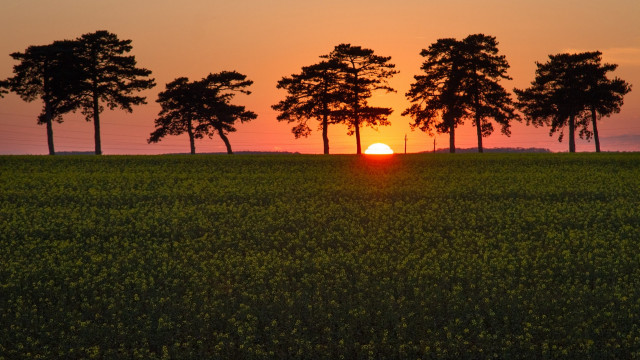 Sunset forest trees autumn fireworks free wallpaper - medium preview image