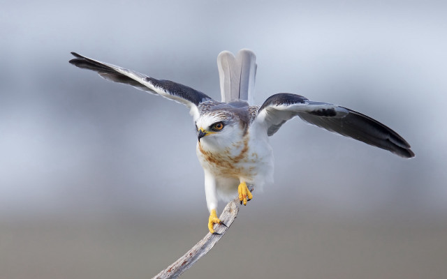 Bird wing flying branch open free wallpaper - medium preview image