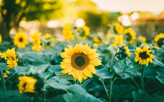Sunflower field sunny day blurry free wallpaper - medium preview image