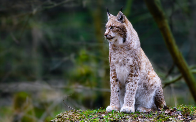 Lynx mossy rock woods focus free wallpaper - medium preview image