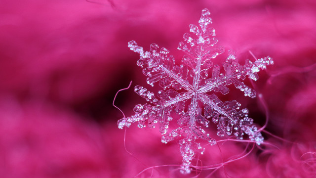 Snowflake pink background macro photography free wallpaper - medium preview image