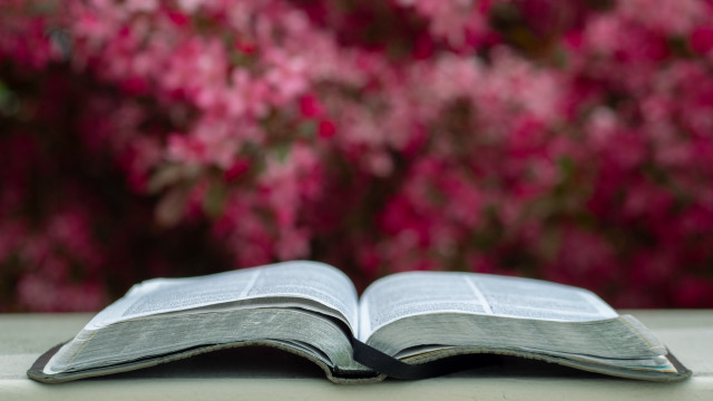 Open book flower background shallow free wallpaper - medium preview image