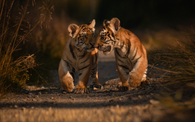 Two tigers playing sun wildlife free wallpaper - medium preview image