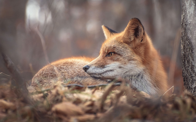 Sad fox woods portrait blurry free wallpaper - medium preview image