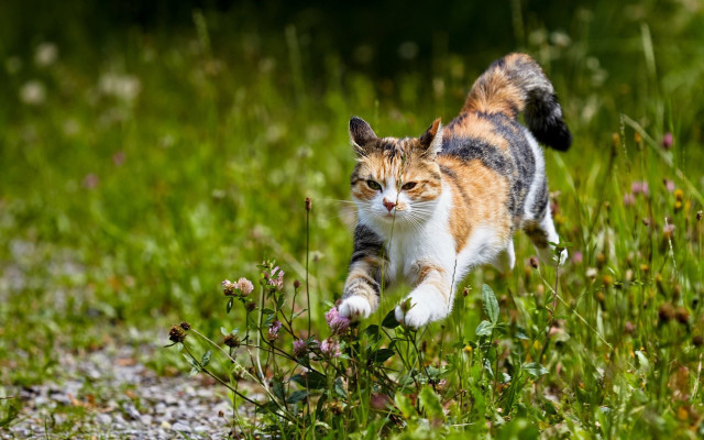 Cat running field flowers sun free wallpaper - medium preview image