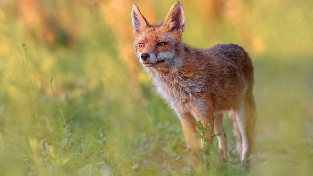 Small fox tall grass blurry free wallpaper - medium preview image