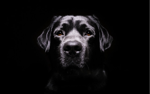 Black dog sad face chiaroscuro free wallpaper - medium preview image