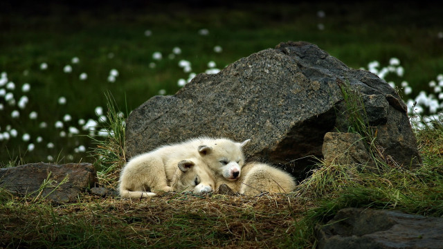 Polar bears rocky hillside christmas free wallpaper - medium preview image