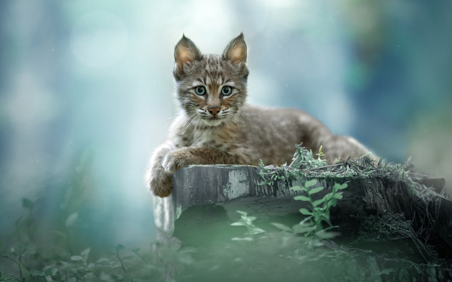 Kitten log woods moon night free wallpaper - medium preview image