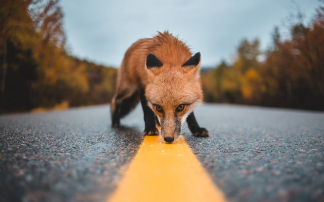 Fox yellow object woods autumn free wallpaper - medium preview image