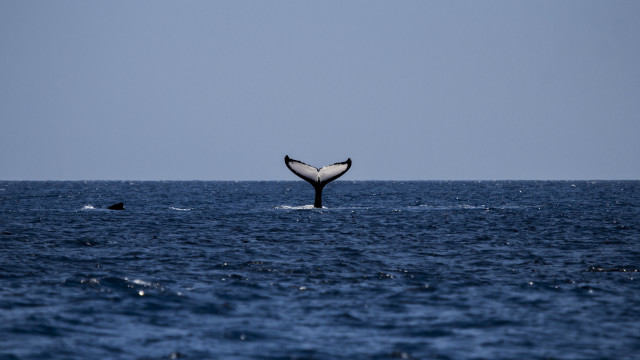 Whale tail ocean puzzle beach free wallpaper - medium preview image