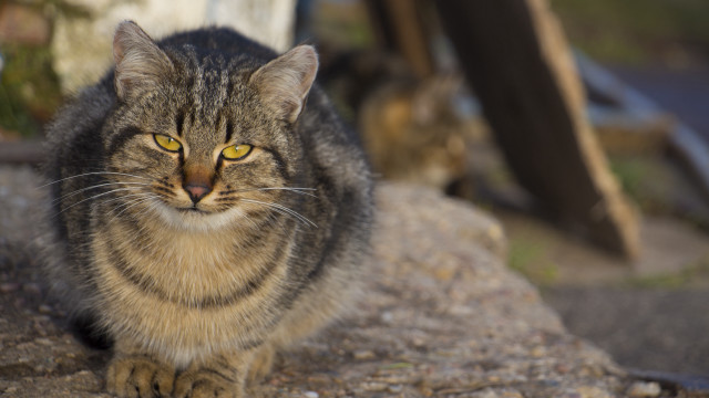 Cat rock blurry background bokeh free wallpaper - medium preview image