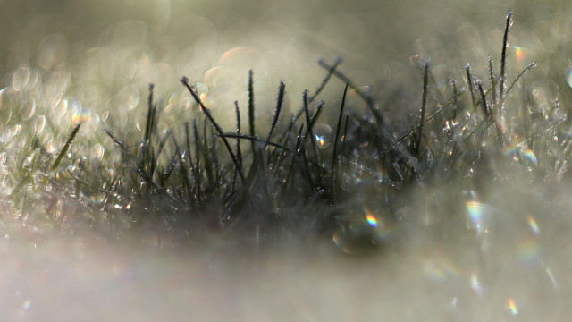 Grass water droplets macro lens free wallpaper - medium preview image