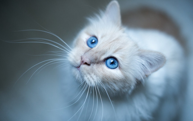 White cat blue eyes looking #2 free wallpaper - medium preview image