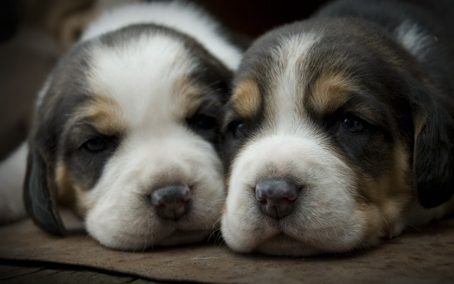 Puppies couch sleeping alert cute free wallpaper - medium preview image
