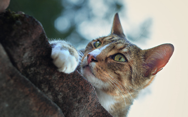 Cat looking up tree branch #4 free wallpaper - medium preview image