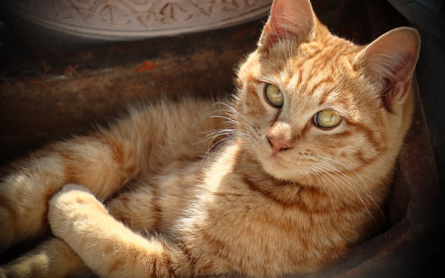 Sad cat in basket realistic free wallpaper - medium preview image