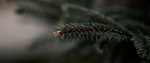 Pine branch needles macro shallow free wallpaper - medium preview image