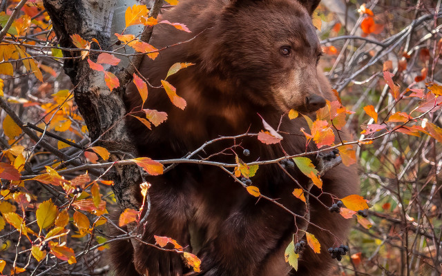 Bear tree autumn leaves wildlife free wallpaper - medium preview image