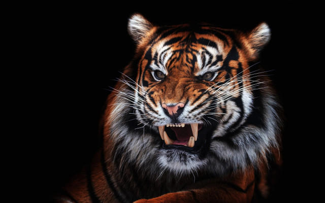 Tiger open mouth 3d render free wallpaper - medium preview image