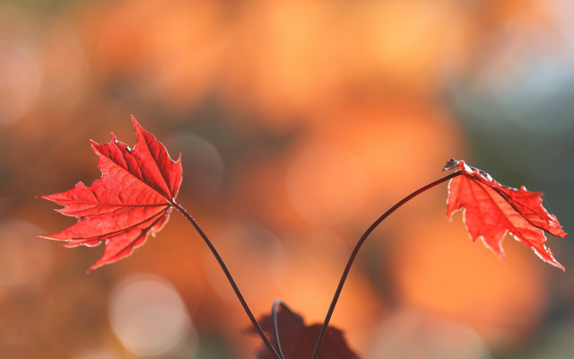 Red leaves branch autumn bokeh free wallpaper - medium preview image