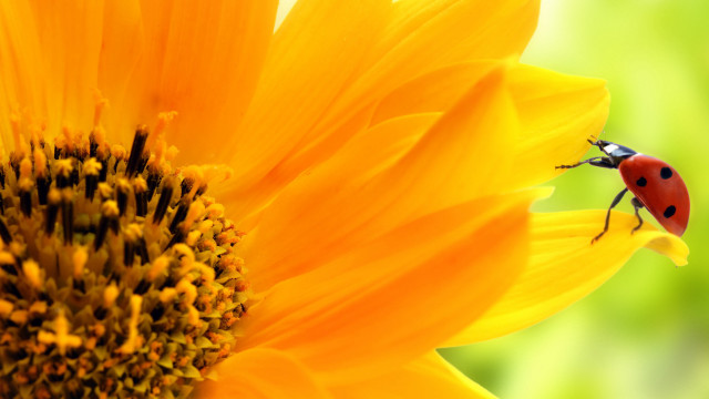 Ladybug sunflower green background yellow free wallpaper - medium preview image