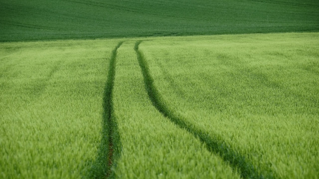 Green field tracks lone tree free wallpaper - medium preview image