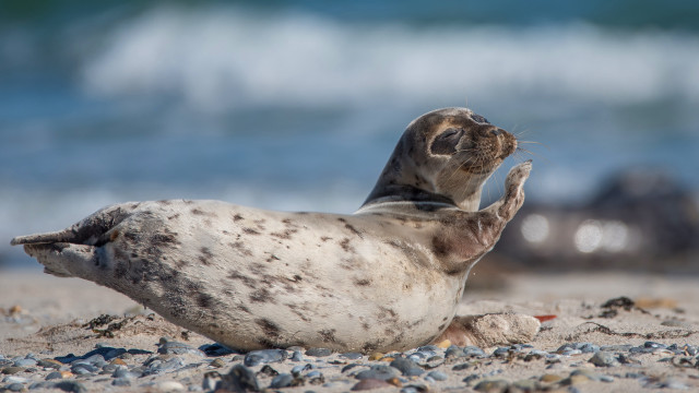 Seal beach ocean dynamic pose free wallpaper - medium preview image