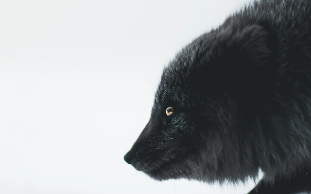 Black bear nature portrait animal free wallpaper - medium preview image