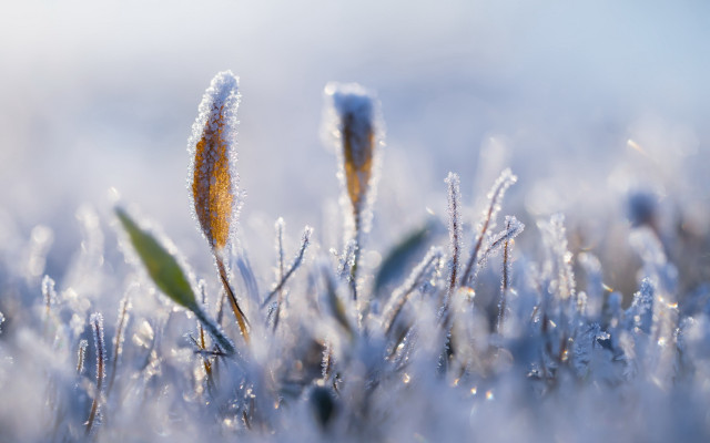 Frosted grass dew blue sky free wallpaper - medium preview image