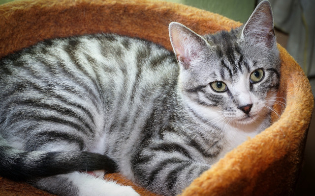 Curious cat in bed realistic free wallpaper - medium preview image