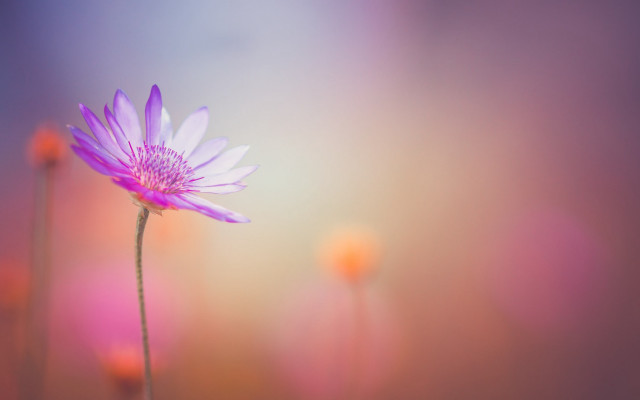 Purple flower blurry background macro #3 free wallpaper - medium preview image