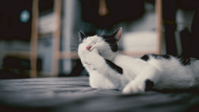 Black white cat laying on free wallpaper - medium preview image