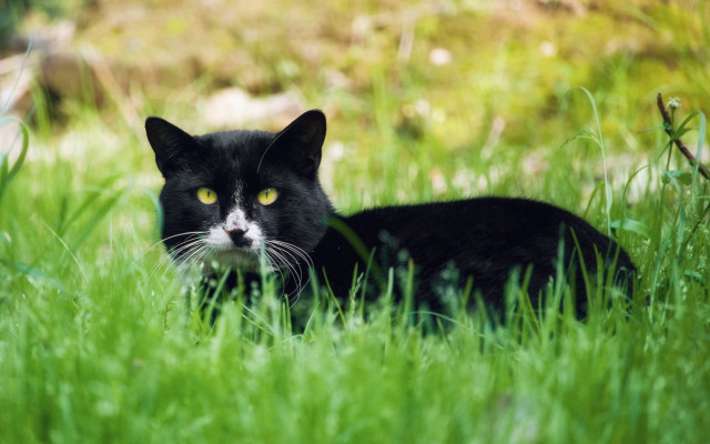 Black cat grass yellow eye free wallpaper - medium preview image