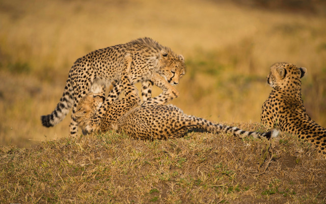 Cheetah cubs playing grass wild free wallpaper - medium preview image