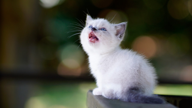 White kitten open mouth looking free wallpaper - medium preview image