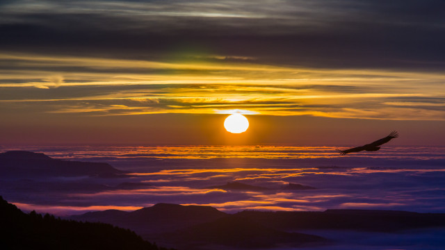 Bird sunset mountain clouds ocean free wallpaper - medium preview image