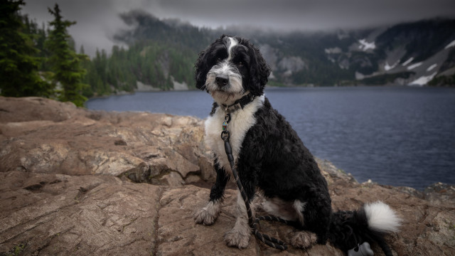 Dog rock lake mountains chain free wallpaper - medium preview image